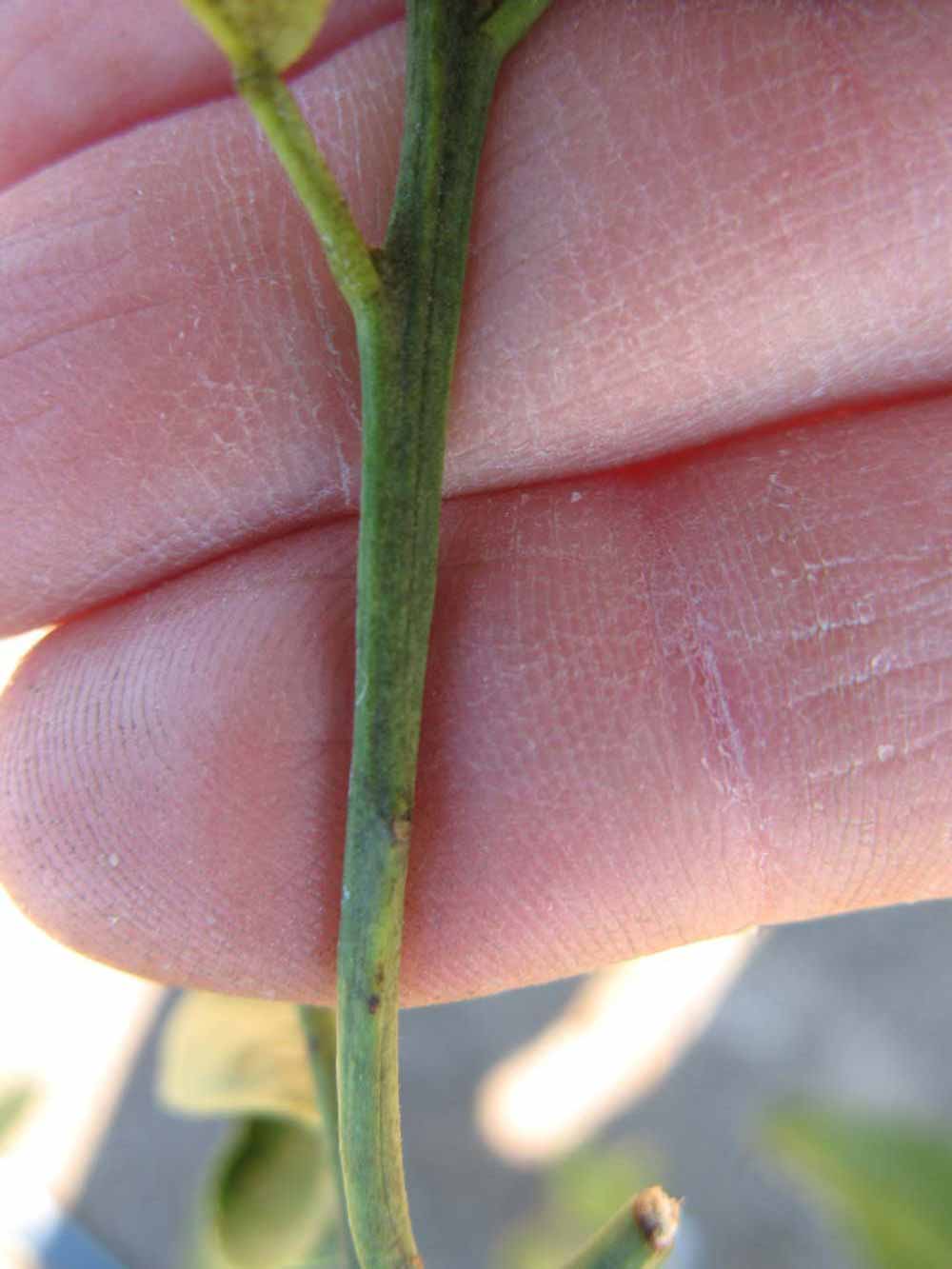              First year twig (Winter Haven, FL)       